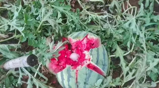 開(kāi)元集團用行動(dòng)幫扶洛寧瓜農